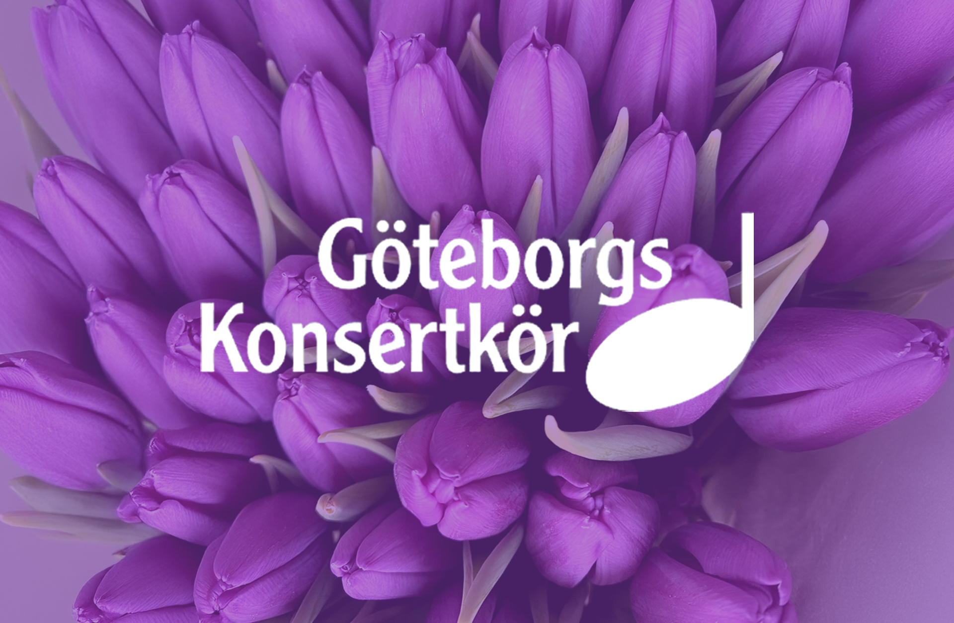 en hel bunt lila tulpaner med vit not på.